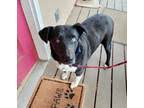 3 things to know about border collie puppies. Border Collies For Sale In Eugene Or Dogs On Oodle Classifieds