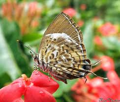 List of butterflies of the western ghats. Butterflies Of Kerala Home Facebook