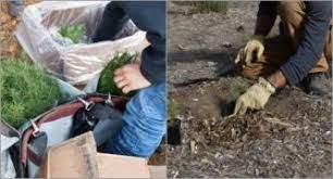 Search for your local branch by zip code, address, or city and state. Pasadena Based Onewest Bank Expands Green Checking Program Through August Seeks To Plant 50 000 Trees Pasadena Now