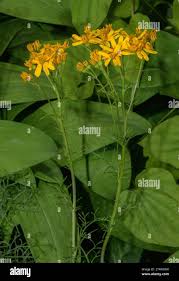 Image result for Senecio auriculatissimus