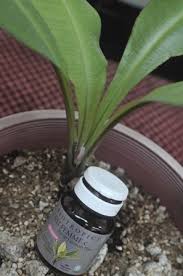 It helps in firming the skin and maintaining its suppleness with its estrogen component. Khasiat Kacip Fatimah Bukan Mitos Kata Penyelidik Upm Universiti Putra Malaysia