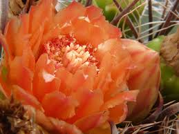 Fruit, seeds, flower buds, inner flesh. Ferocactus Wislizeni Wikipedia