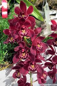 Caring for orchids fundament differ from one orchid species over against another so you will have to inform yourself what are the needs upon your orchid fancy. A Bounty Of Beautiful Cymbidium Orchids