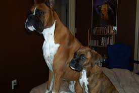 Treating hair cycle arrest alopecias. Boxer Dog Flaky Skin Hair Loss
