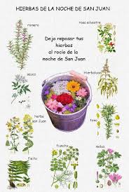 Ritual noche de san juan de purificación y renovación. Hierbas De La Noche De San Juan Preparacion E Historia Jardincelas