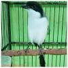Suara pikat burung cendet / pentet liar terbukti paling ampuh long tailed shrike call. 1