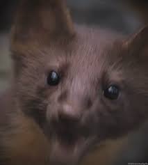 animals hd chew littleanimals pine marten animals animal gifs cute animals