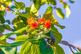 Image result for Cordia