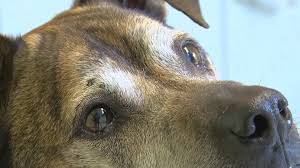 Homeward bound pet rescue indiana. What Is National Adopt A Shelter Pet Day Wtol Com