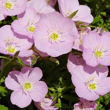 More varieties for evening primrose 'greencourt lemon' missouri sundrops 'lemon drop' primrose mexican evening primrose plant evening primrose with. Showy Evening Primrose Seeds Flower Seeds In Packets Bulk Eden Brothers