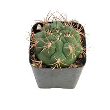 Image result for Gymnocalycium