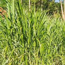 Image result for Cenchrus purpureus