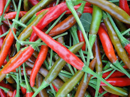 Anda tertarik beli sepeda pacific? Harga Cili Padi Di Sabah