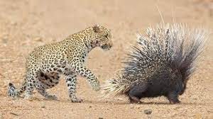 Our pasttenses hindi english translation dictionary contains a list of total 1 english words that can be used for धुलना in english in different contexts. Leopard Takes On And Fights Porcupine Youtube