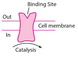 This site is intended only for residents of the us & its territories. Figure Rx Physiologic Drug Receptor Proteins C Merck Manuals Professional Edition