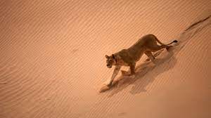 A Desert Adapted Lion In The Namib Desert Animal Aesthetic Lions Lions Photos
