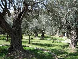 Garden Of Gethsemane Jerusalem Israel Vacances