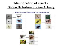 Simply put, it is a method used to identify a species by answering a series of questions based on contrasting features (eg: Dichotomous Keys Virtual Dichotomous Key Activity Http Nationalzoo