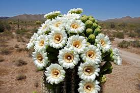 Resultado de imagen para FLORES DEL DESIERTO