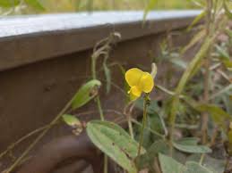 Image result for Vigna oblongifolia