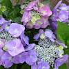 2,637 fake flowers cheap products are offered for sale by suppliers on alibaba.com, of which decorative flowers & wreaths accounts for 23%, artificial plant accounts for 8%. 1