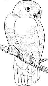 Simply click the free bird images, print the image and color until your hearts content. Snowy Owl Coloring Page Animals Town Animals Color Sheet Snowy Owl Free Printable Coloring Pages Owl Coloring Pages Coloring Pages Animals Coloring Books
