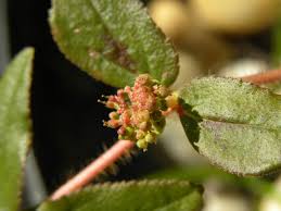 Image result for Euphorbia hirta