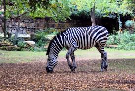 Fort Worth Zoo The Best Zoo In Texas Fort Worth Zoo Zoo Fort Worth
