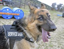 And how are we caring for our veterans, including those battling ptsd? A Difference Between Service And Support