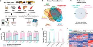 Maybe you would like to learn more about one of these? Quantifying And Localizing The Mitochondrial Proteome Across Five Tissues In A Mouse Population Molecular Cellular Proteomics
