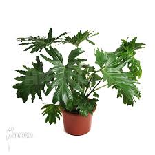 It's a naturally occurring mutation that causes this plant to remain smaller. Araflora Exotic Flora More Philodendron Selloum
