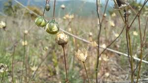 Image result for Spergula