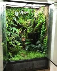 Beautiful Vivarium By My Privatejungle From France Follow Terrarium Imaginarium Vivarium Frog Terrarium Tree Frog Terrarium
