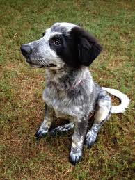 Black Australian Cattle Dog Mix Pin By Devin Nutter On Great Pyrenees Australian Cattle Dog Mix Australian Cattle Dog Mix Cattle Dogs Mix Dog Mixes