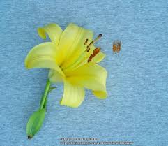 Pollen is well known for causing sneezing and allergic reactions during spring, but can also pose a threat to clothing, carpets and linen. Removing Lily Pollen Stains Garden Org