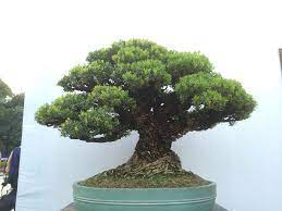 Bonsai topf 20cm buchsbaum 8 jahre. Buxus Harlandii Bonsai Tree Boxwood Bonsai Bonsai