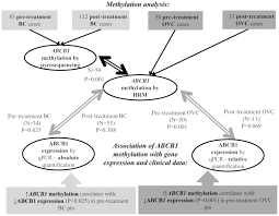 development of high resolution melting analysis for abcb1