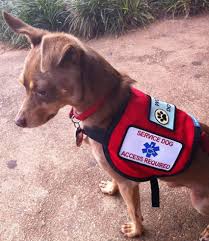 Small Service Dog Vest Official Vest For Small Dogs Service Dog Vests Service Dog Patches Service Dogs