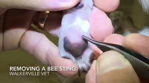 Some cats are allergic to the poison that is injected by a bee or wasp sting. Dog Stung By A Bee Follow These Steps To Make Sure Your Pup Is Safe The Dodo