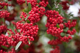We did not find results for: Pyracantha Wikipedia