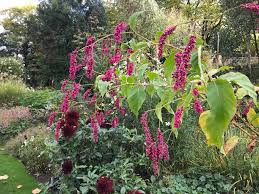 Image result for Vismia orientalis