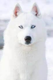 Melanin production only starts a few weeks after birth and. I Want A White Dog With Blue Eyes Luv My Dogs