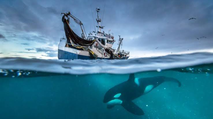 TV Review: 'Planet Earth: Blue Planet II' on BBC America