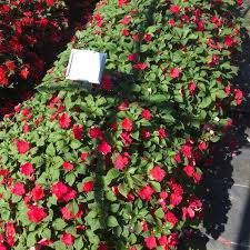 Image result for Impatiens keilii