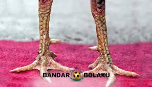 Ciri yang bisa kita lihat dari sisik kaki naga mangsa/ubed yaitu sisik di kaki ayam melingkar dan mirip dengan gelang,ia tidak memiliki pemisah seperti yang terdapat pada sisik kaki ayam biasa,intinya,sisik. Adu Ayam Archives Page 7 Of 25 Bandar Bola Dan Sabung Ayam Online