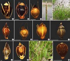 Image result for Eleocharis geniculata