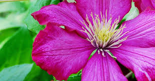 Late flowering clematis for shade. How To Grow And Care For Clematis Lovethegarden