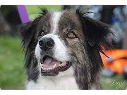 Tempe Az Border Collie Australian Shepherd Mix Meet Chaz A Dog For Adoption Border Collie Dog Adoption Australian Shepherd