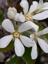 Image result for Amelanchier ovalis