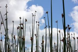 Image result for Schoenoplectus sp.no.1